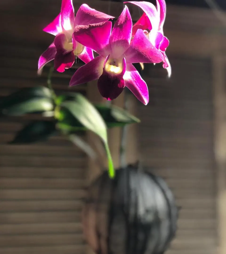 Jumbo Guesthouse On The Mekong Luang Prabang Bed & Breakfast